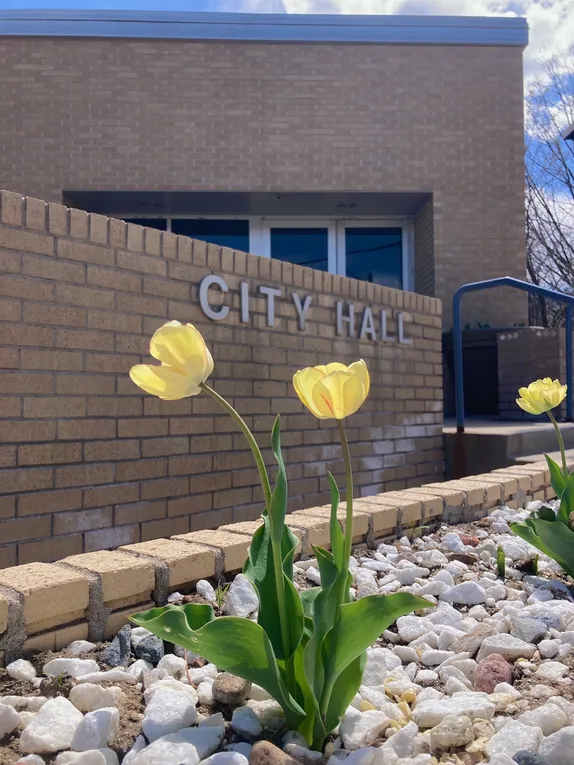 3 yellow tulips in a bed of rocks in front of Golden's city hall