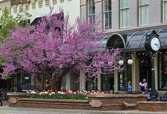 Tree covered with pink blossoms in a bed filled with pink, white, red, and magenta tulips at 12th & Washington