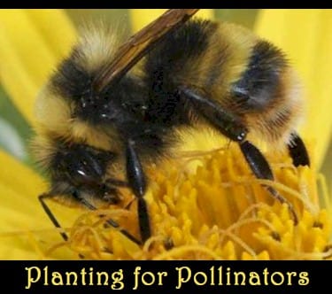 Planting for Pollinators - Golden Colorado