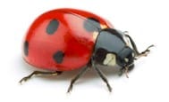 Ladybug event at Natural Grocers - Golden Colorado