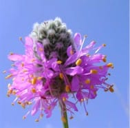 Native flowers at the Lookout Mountain Nature Center - Golden Colorado