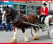 Carriage Rides in Downtown Golden CO