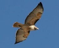 Raptor ID and Protection: Lecture at Jefferson County Open Space