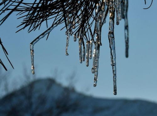 Icicles on a pine bough wit Mt. Zion in the background