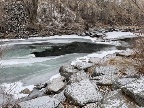 Geese Swimming in a Very Cold Clear Creek