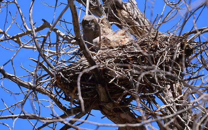 Great horned owl nest showing momma and babies