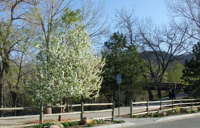 Blooming trees and spring flowers along Clear Creek in Golden Colorado.  Billy Drew pedestrian bridge in the background and Lookout Mountain to the west.