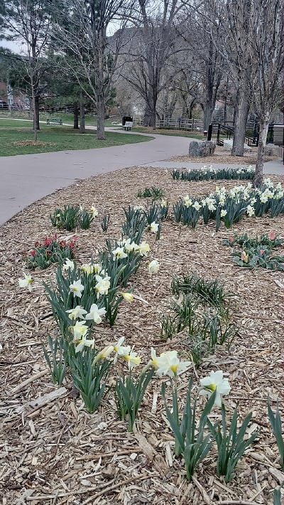 Spring flowers along the Clear Creek path.