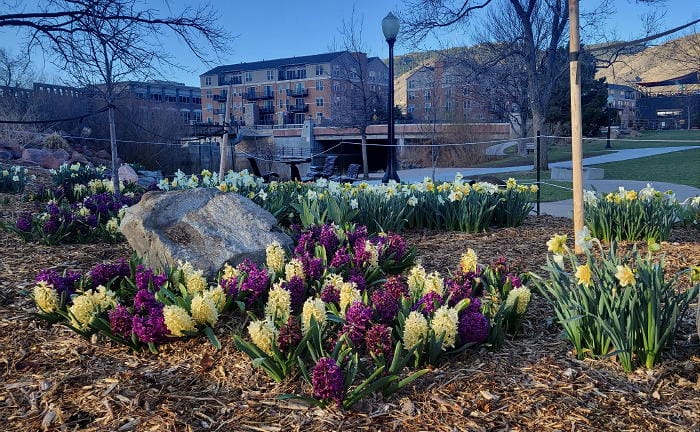 Purple and white hyacinth and yellow and white daffodils in a garden at Vanover Park, Ford and Water Streets in Golden.  Millstone condominiums and Lookout Mountain in the background.