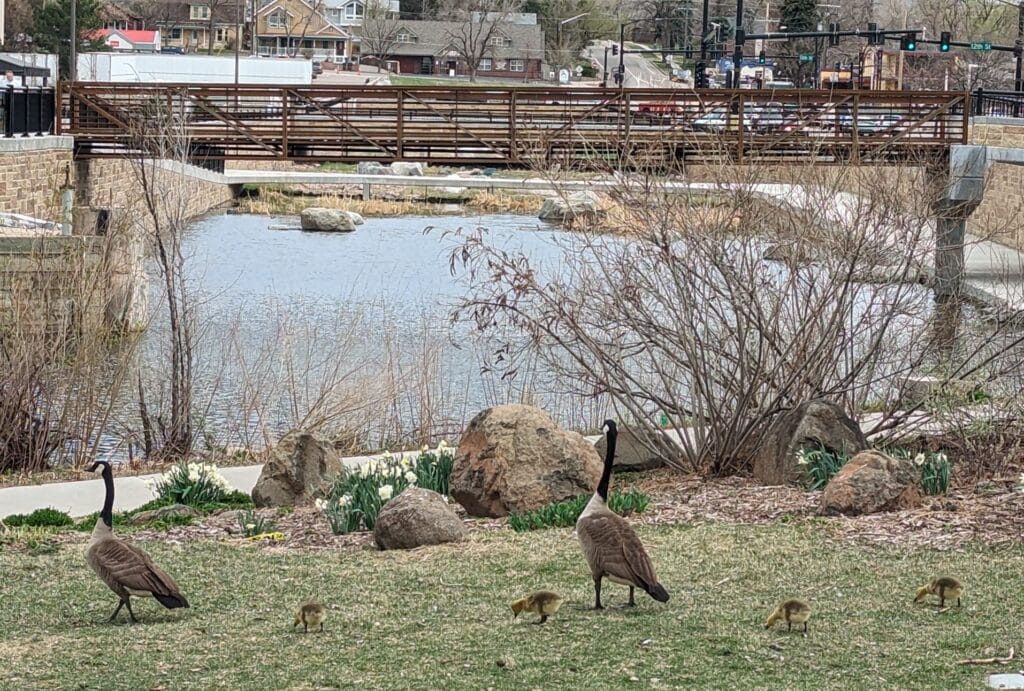 Pair of geese and four goslings in Vanover Park.  Spring flowers in the garden.  Photo by Frank Hanou.