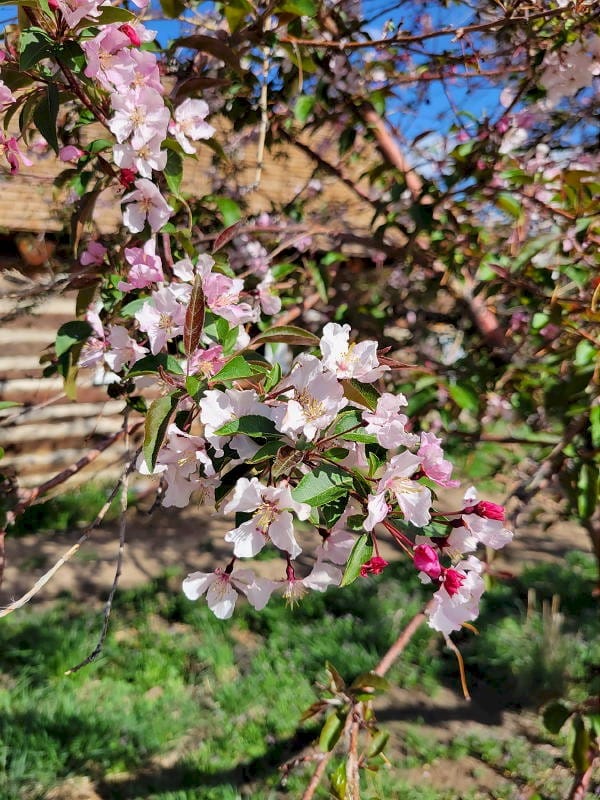 Spring blossoms at the Golden History Park - log cabin the background