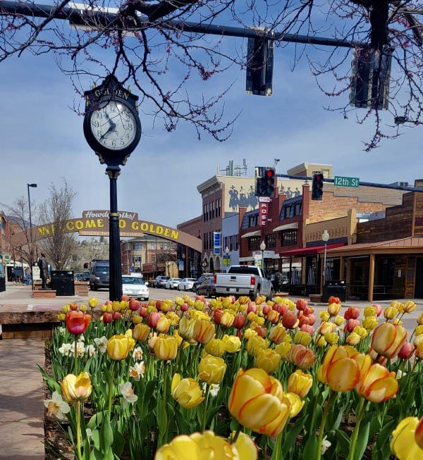 Golden in the Spring: Tulips in the Planter at 12th and Washington