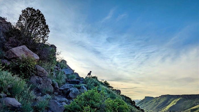 The view east from the side of North Table Mountain.  South Table Mountain appears in the lower-right hand corner and bother mountains are unusually green with spring foliage.  Lucy the dog enjoys the view.