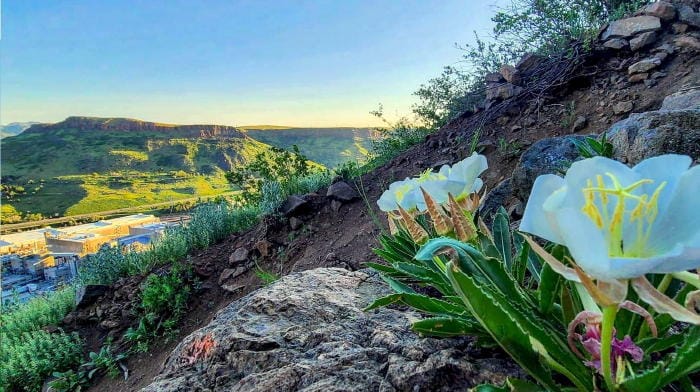 White wildflower with North Table Mountain in the background.