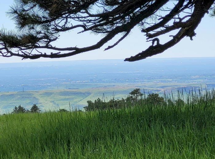 A view of the plains from the front range, with grass in the foreground, evergreen branches overhead, and the top of North Table Mountain in the middle ground.