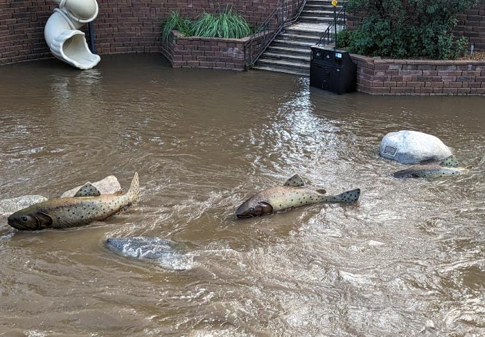 The third bronze trout is half-submerged in Clear Creek water