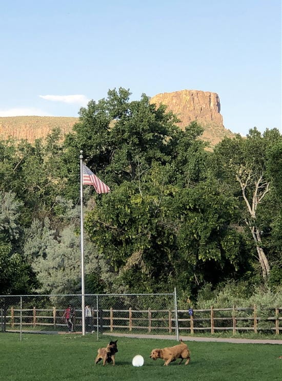 Two dogs playing at the base on the flagpole in Lions Park. Castle Rock in the background.