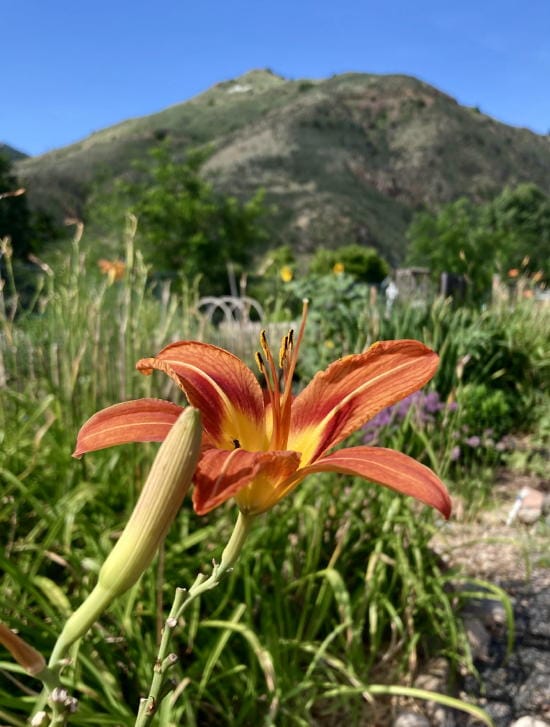 Orange day lilies in the Golden Community Garden.  Mt. Zion in the background.