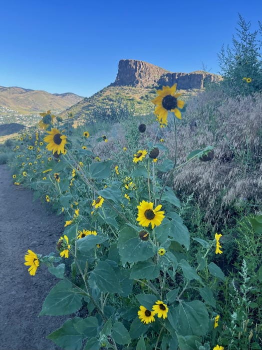 Sunflowers at the edge of a trail on South Table Mountain, Castle Rock in the background.