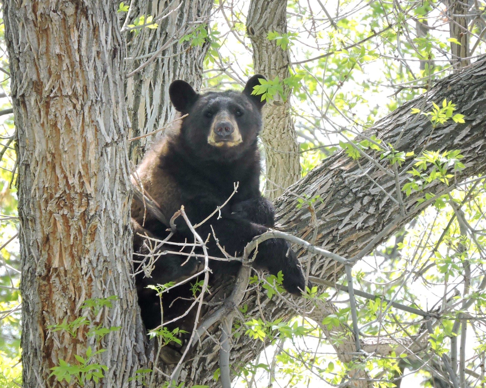 black bear in the crook of a tree, looking at the camera