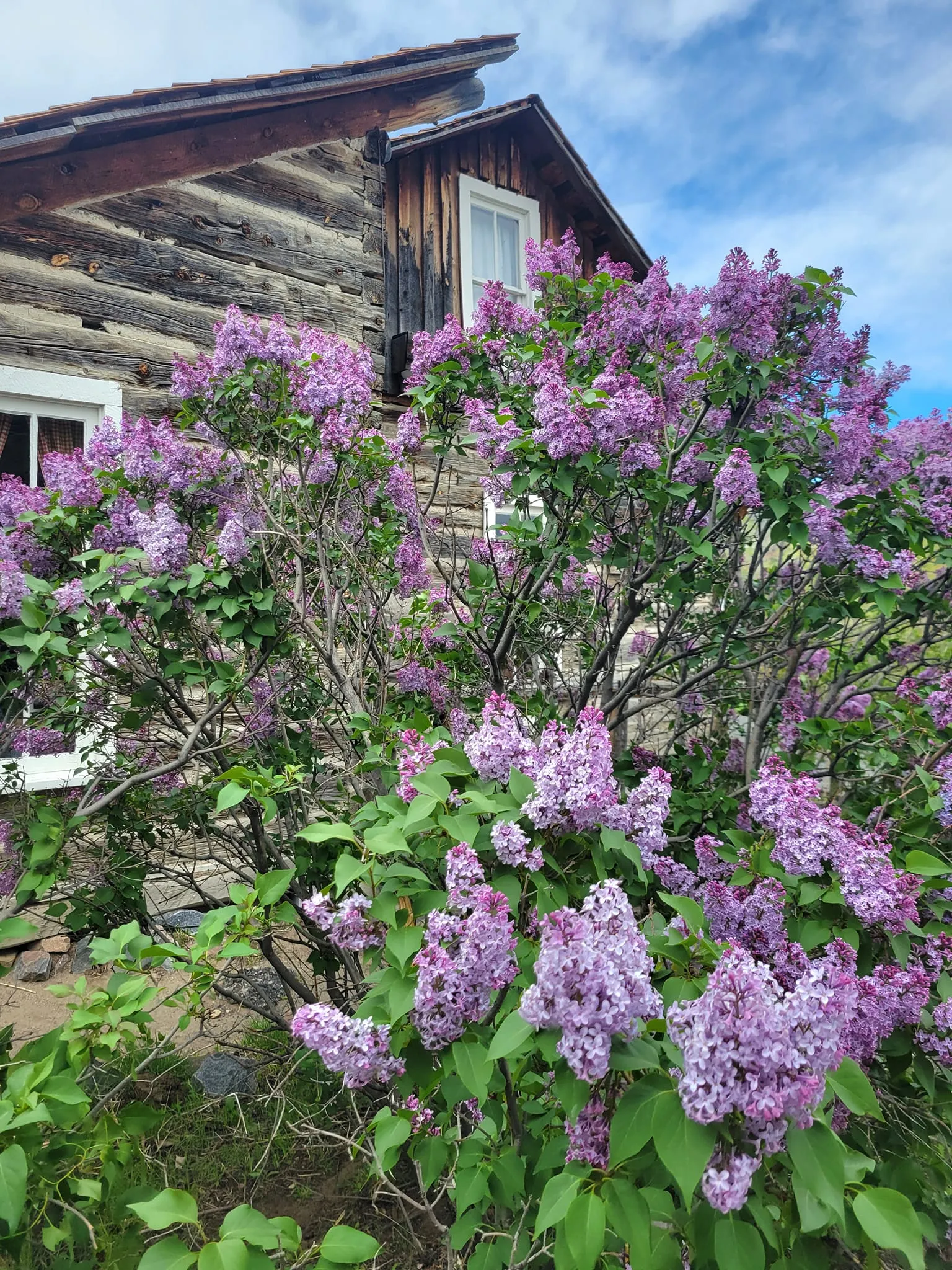 purple lilacs in full bloom with a log cabin in the background