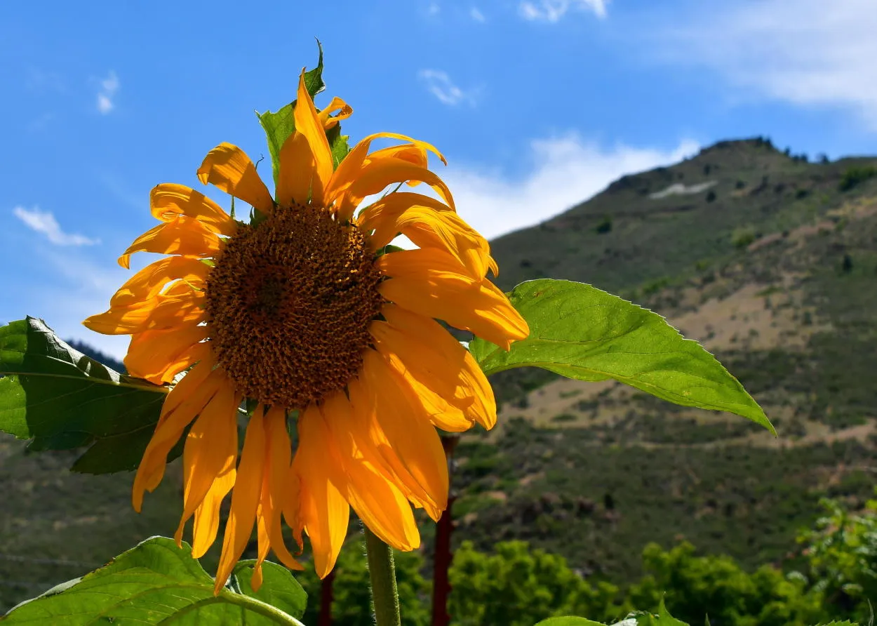 sunflower with mount zion in the background