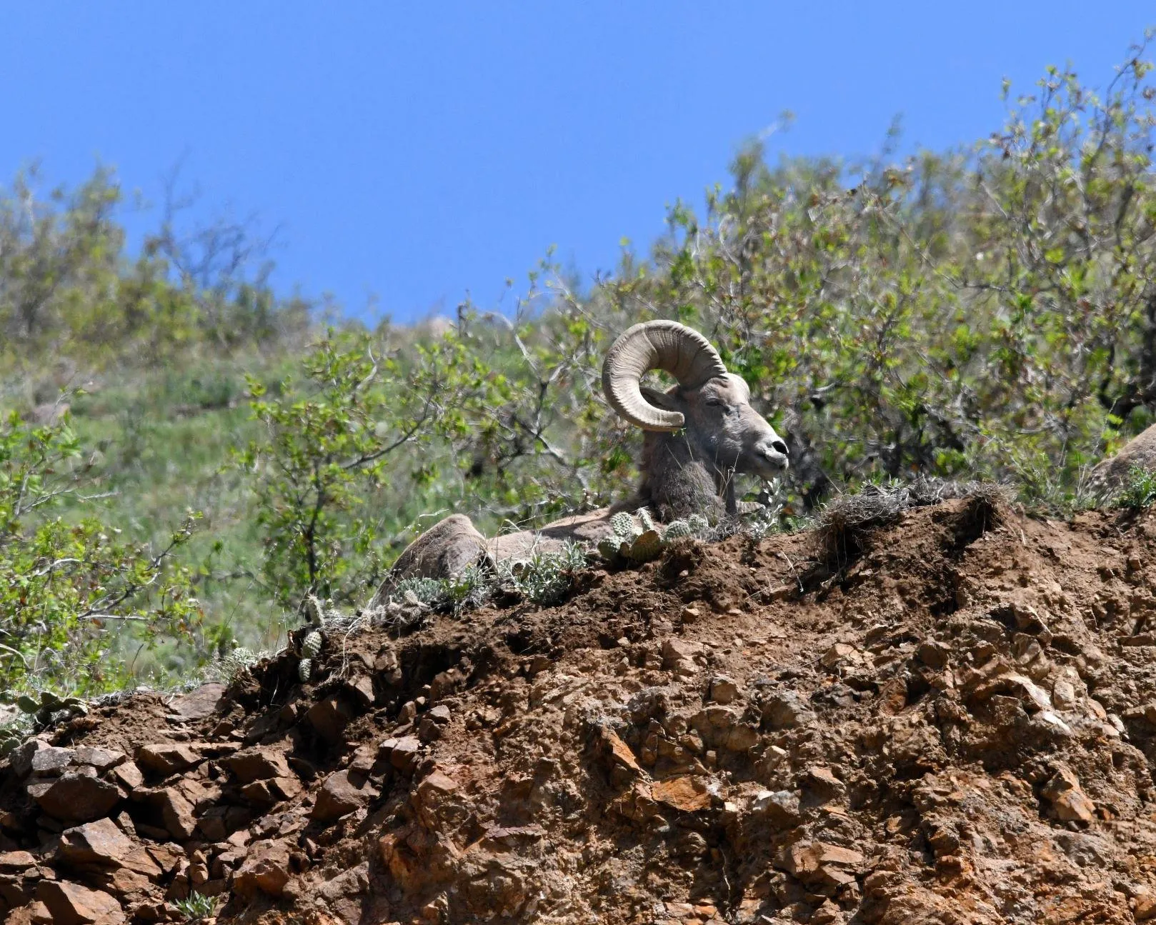 big horn sheep, resting on a hillside