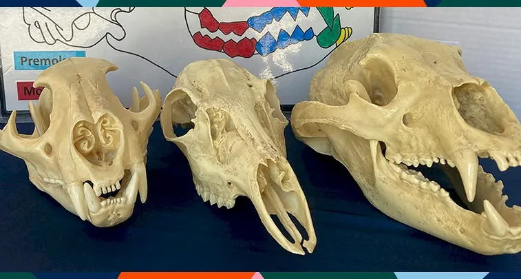 Three animal skulls