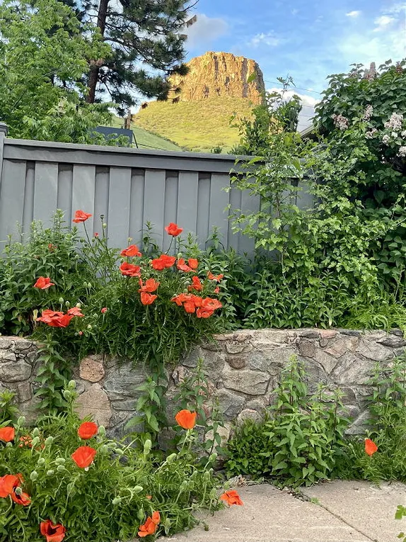 Poppies, an Italian House Guest, and Doubling in Size