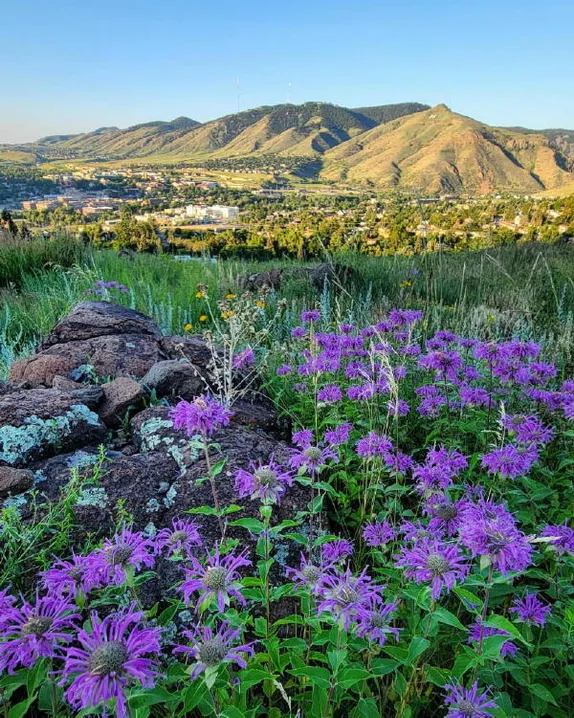 Wildflowers, Coffee, and Tom Young Continued