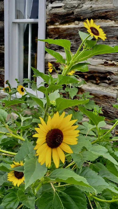 Fires, Flowers, and Farms