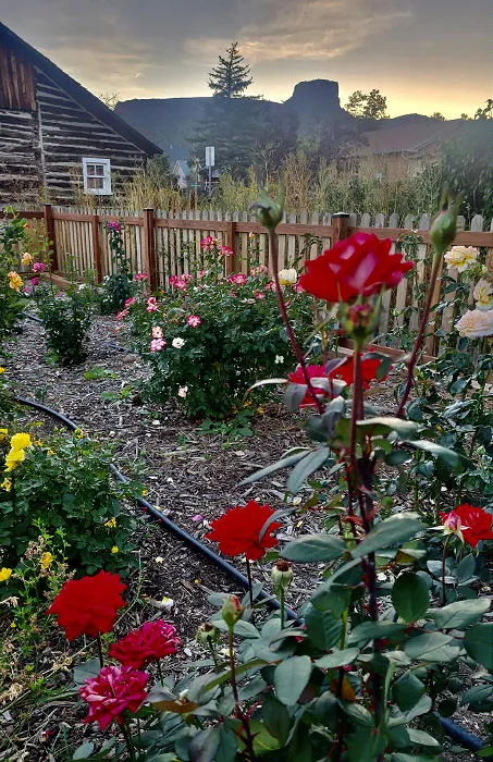 Fall Roses and a Visiting Dignitary