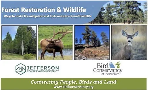 Forest Restoration & Wildlife - photos of trees, elk, and deer