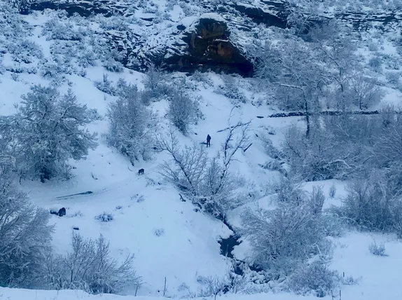 A lone hiker with dog walk on a snowy path in Kinny Run.  Trees and rock outcroppings are covered in show.