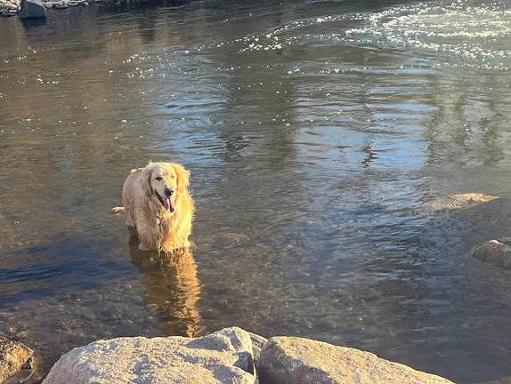Golden retriever standing in Clear Creek