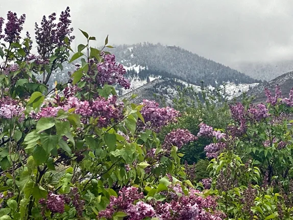 blooming lilac bush in the foreground and snowy mountains, fog, and heavy clouds in the background