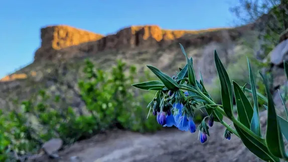 blue flower in the foreground with Castle Rock in slanted morning light in the background