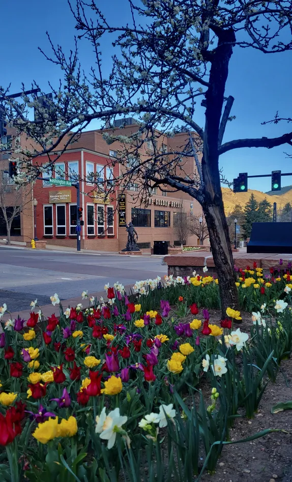 Purple, red, and yellow tulips in a brick planter box with white daffodils along the edges.  Golden Hotel in the background