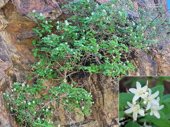 What’s Blooming Along Golden’s Trails? Fivepetal Cliffbush