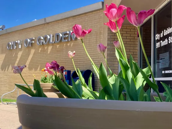 Golden City Hall - blond brick one story building - red tulips in foreground