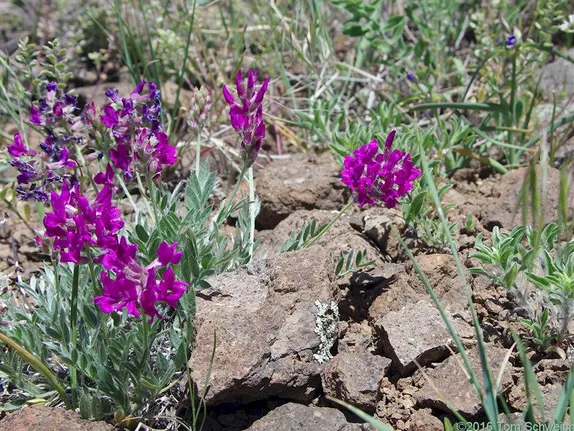 What Is Blooming Along Golden's Trails? Purple Locoweed