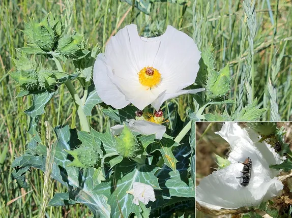 What's Blooming Along Golden's Trails? Crested Prickly Poppy