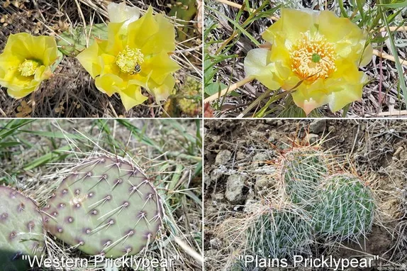 What’s Blooming Along Golden’s Trails?   Pricklypear Cactus