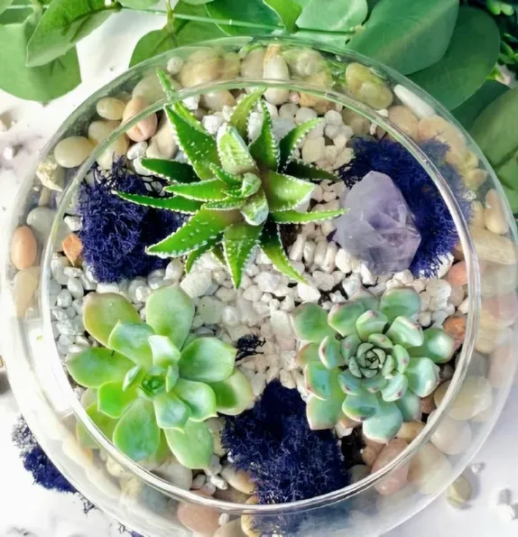glass bowl with 3 succulent (low-water) plants on a bed of gravel