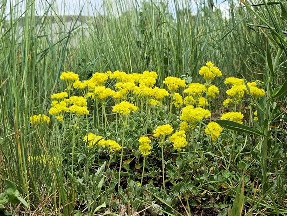 What's Blooming Along Golden's Trails? Sulphur-Flower Buckwheat