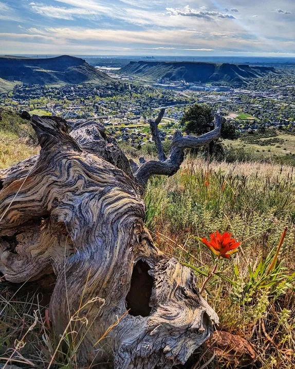 gnarled trunk of a fallen tree in the foreground - Golden valley in the background - Indian Paintbrush (red flower) in bloom