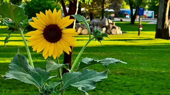Sunflower in Parfet Park