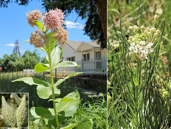 What is Blooming Along Golden’s Trails and in Golden Gardens?   Milkweeds!