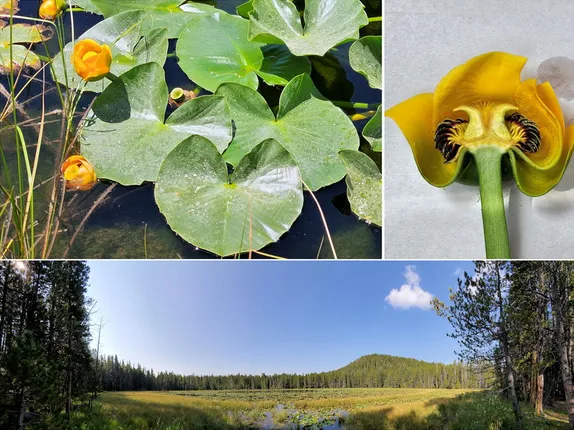 What’s Blooming in Rocky Mountain Ponds? Water Lilies!