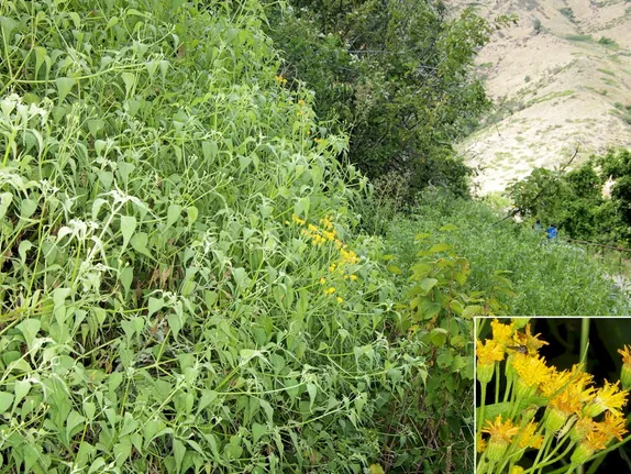 What’s Blooming Along the Peaks to Plains Trail?   Mountain Tail-Leaf!